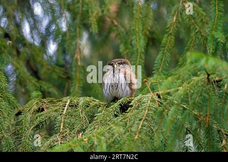 Eurasische Zwergeule (Glaucidium passerinum / Strix passerina), die im Nadelwald im Baum thront Stockfoto