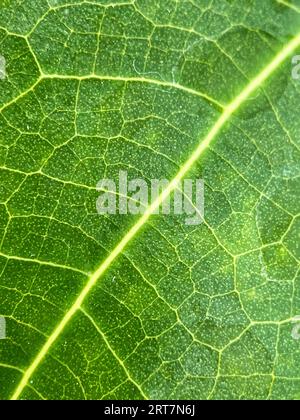 Close-up-Blatt. Makrofotografie. Nahaufnahme Junges grünes Blatt Textur ( Teakblatt ) Stockfoto