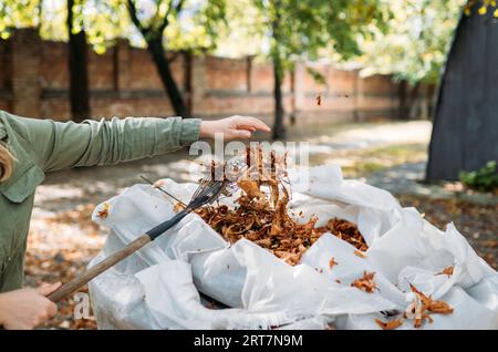 Ein Rechen und ein Sack gesammelter Herbstblätter in einem Hausgarten. Reinigung von Herbstblättern Stockfoto