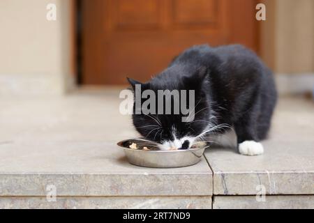 Fütterung von Haustieren. Niedliche hungrige Katze isst aus Metallschüssel vor der Haustür. Stockfoto