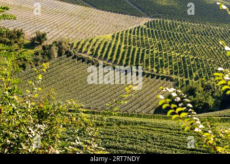 Weinberge in den Langhe Hills, Piemont, Italien. Typische Weingegend Barolo Stockfoto