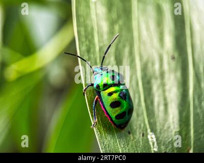 Ein wunderschöner Juwel Bug (Chrysocoris patricius) natürliche Makrofotografie. Buntes Insekt. Sie sind oft brillant gefärbt und weisen einen breiten Rang auf Stockfoto