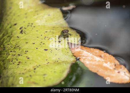 Eine kleine Kröte sitzt auf einem Seerosenblatt in einem texanischen Hinterhof-Teich. Stockfoto