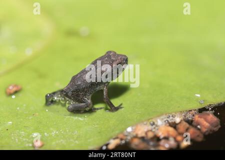 Nahaufnahme. Einer winzigen Kröte an der Golfküste in einem texanischen Hinterhof-Teich. Stockfoto