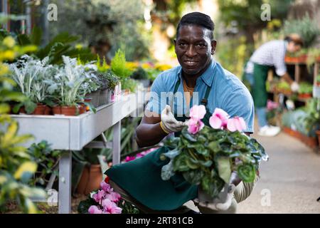 Der afroamerikanische Gärtner inspiziert Cyclamen in Töpfen Stockfoto