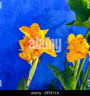 Pretoria canna Lily (Canna indica), gelbe Blume vor blauer Wand, farbenfrohe Details, Obidos, Portugal Stockfoto