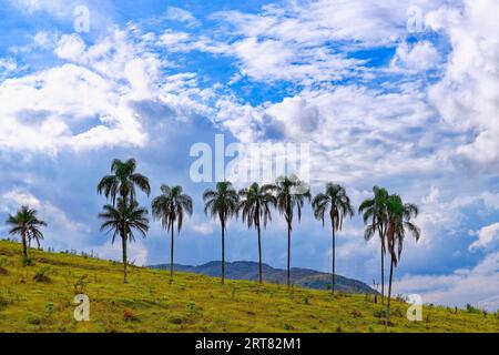 Macauba Palmen (Acrocomia aculeata) auf einem Bergrücken, Serra da Canastra, Bundesstaat Minas Gerais, Brasilien Stockfoto