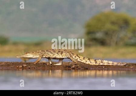 Nilkrokodil (Crocodylus niloticus) auf einer Sandbank, Provinz KwaZulu Natal, Südafrika Stockfoto