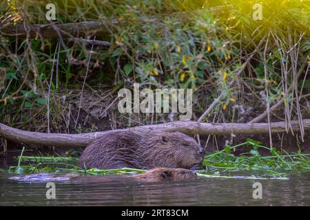 Zwei europäische Biber (Castor fiber) im Wasser, Eder, Hessen, Deutschland Stockfoto