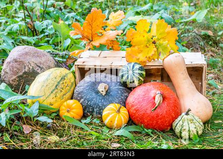 Hokkaido-Kürbis, Butternusskürbis, Spaghetti-Kürbis und dekorative Kürbisse im Garten, roter kuri-Kürbis, Butternusskürbis, Spaghetti-Kürbis und Stockfoto