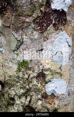 Baumstamm bewachsen mit Flechten im Black River Gorges National Park im Süden von Mauritius Stockfoto