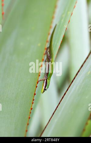 Blauschwanz-Taggecko (Phelsume cepediana) im Black River Gorges National Park im Süden von Mauritius Stockfoto