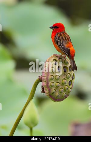 Roter Fody (Foudia madagascariensis) sitzt auf der Samenschale eines indischen Lotus (Nelumbo nucifera) im botanischen Garten in Pamplemousses, Mauritius Stockfoto