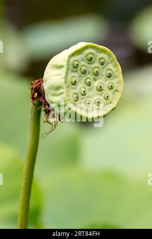 Samenkapsel eines indischen Lotus (Nelumbo nucifera) im botanischen Garten in Pamplemousses, Mauritius Stockfoto