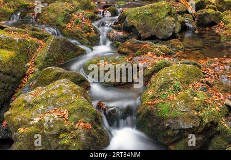 Der Fluss unterhalb der Dickson Falls im Fundy National Park, New Brunswick, Kanada im Herbst. Stockfoto