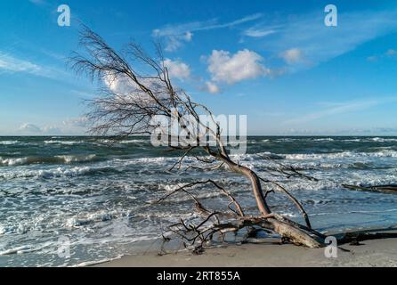 Der Darsswald bedeckt mit seiner sehr vielfältigen Flora und Fauna den größten Teil der Halbinsel Darss-Ostsee und ist durch die Vorpommersche geschützt Stockfoto