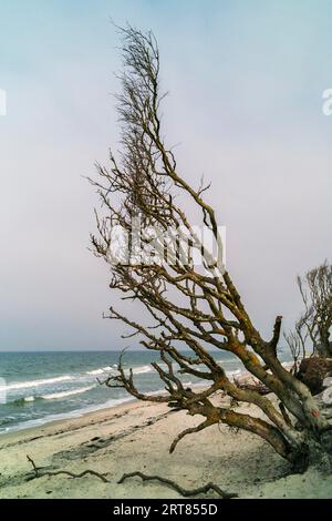 Der Darsswald bedeckt mit seiner sehr vielfältigen Flora und Fauna den größten Teil der Halbinsel Darss-Ostsee und ist durch die Vorpommersche geschützt Stockfoto