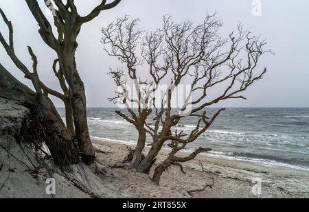 Der Darsswald bedeckt mit seiner sehr vielfältigen Flora und Fauna den größten Teil der Halbinsel Darss-Ostsee und ist durch die Vorpommersche geschützt Stockfoto