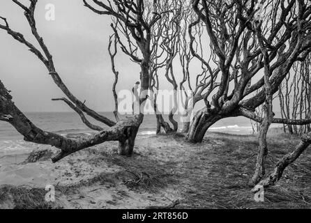 Der Darsswald bedeckt mit seiner sehr vielfältigen Flora und Fauna den größten Teil der Halbinsel Darss-Ostsee und ist durch die Vorpommersche geschützt Stockfoto