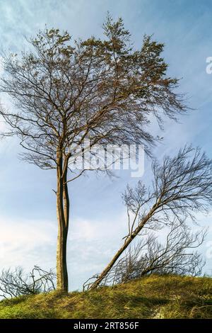 Der Darsswald bedeckt mit seiner sehr vielfältigen Flora und Fauna den größten Teil der Halbinsel Darss-Ostsee und ist durch die Vorpommersche geschützt Stockfoto