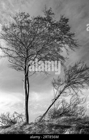 Der Darsswald bedeckt mit seiner sehr vielfältigen Flora und Fauna den größten Teil der Halbinsel Darss-Ostsee und ist durch die Vorpommersche geschützt Stockfoto