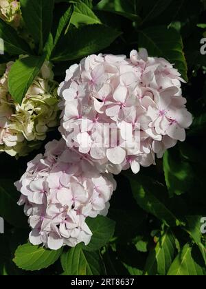 Details von weißen Hortensienblüten in voller Blüte. Stockfoto