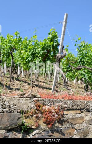 Weinberg im Ahrtal bei Dernau Stockfoto