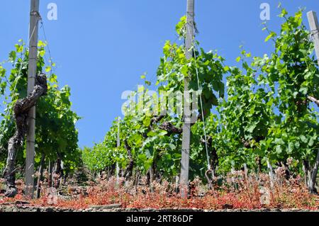 Weinberg im Ahrtal bei Dernau Stockfoto