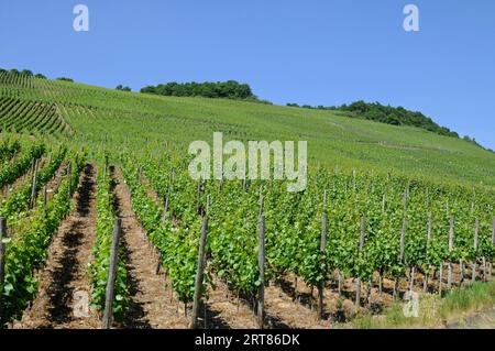Weinberg im Ahrtal bei Dernau Stockfoto