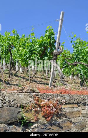 Weinberg im Ahrtal bei Dernau Stockfoto