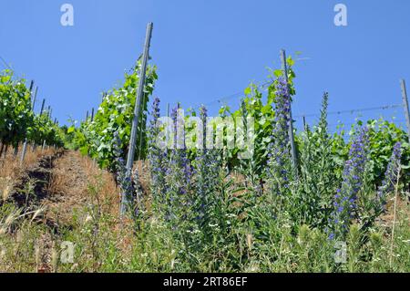 Weinberg im Ahrtal bei Dernau Stockfoto