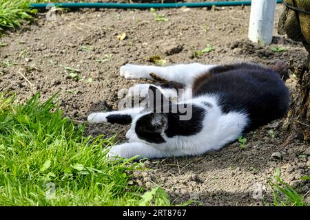 Erwachsene schwarz-weiße Katze, die im Spätsommer im britischen Garten schläft Stockfoto