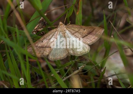 Eine Morwaldadler-Farnmotte auf dem Waldboden, Eine braune silberne Linienmotte im Wald Stockfoto