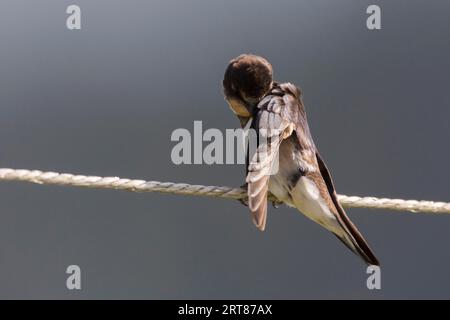 Eine Scheunenschwalbe sitzt auf einem Zaunseil, Eine Scheunenschwalbe sitzt auf einem Zaun Stockfoto