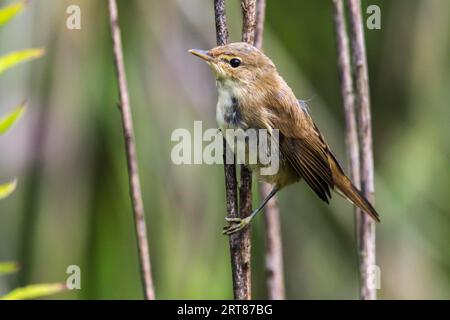 Ein Schilfspießer im Schilf, ein europäischer Schilfspießer im Schilf Stockfoto