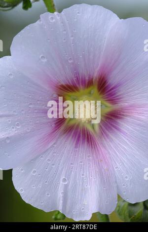 Nahaufnahme der blassrosa Hollyhock-Blüte Stockfoto