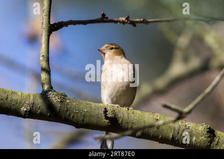 Ein Buchsbaum auf der Suche nach Nahrung, Ein gewöhnlicher Buchsbaum sucht nach Futter Stockfoto