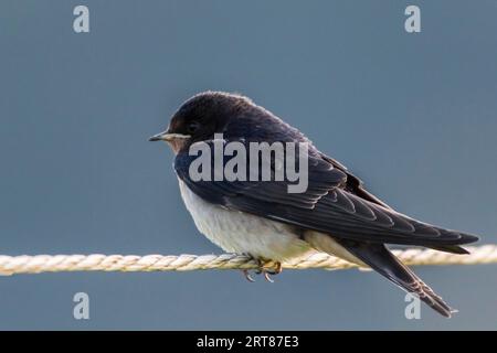 Eine Scheunenschwalbe sitzt auf einem Zaunseil, Eine Scheunenschwalbe sitzt auf einem Zaun Stockfoto