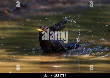 Eine Amsel nimmt ein Bad in einer Pfütze, Blackbird auf einer Pfütze Stockfoto