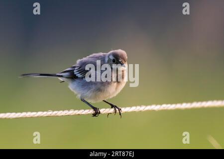 Ein junger weißer Bachschwanz sitzt auf einem Zaunseil, Ein junger weißer Bachschwanz auf einem Zaun Stockfoto