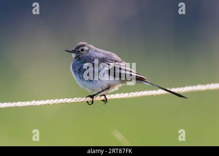 Ein junger weißer Bachschwanz sitzt auf einem Zaunseil, Ein junger weißer Bachschwanz auf einem Zaun Stockfoto