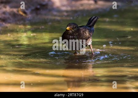 Eine Amsel nimmt ein Bad in einer Pfütze, Blackbird auf einer Pfütze Stockfoto