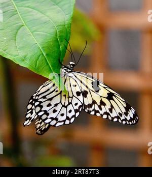 Idea leuconoe ist auch als Papierkite-Schmetterling oder weißer Nymphe-Schmetterling in Australien bekannt Stockfoto