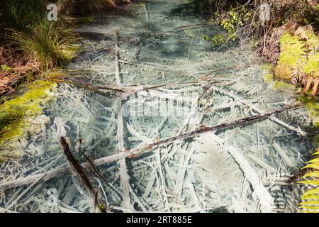 Saure Schwefelbecken im Redwoods Forest Park, Whakarewarewa, Rotorua, Neuseeland Stockfoto