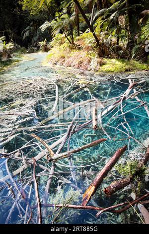 Saure Schwefelbecken im Redwoods Forest Park, Whakarewarewa, Rotorua, Neuseeland Stockfoto