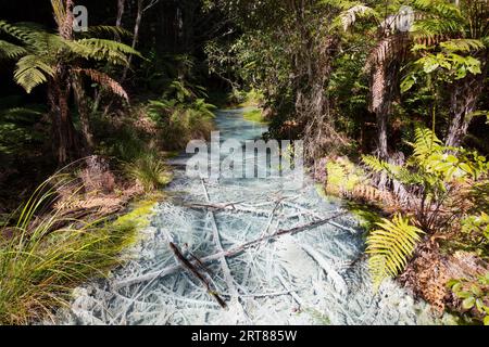 Saure Schwefelbecken im Redwoods Forest Park, Whakarewarewa, Rotorua, Neuseeland Stockfoto