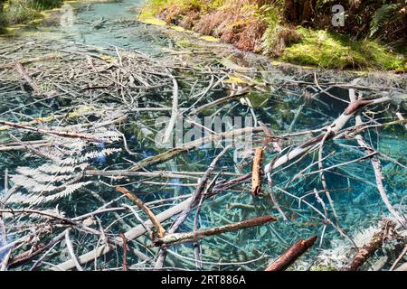 Saure Schwefelbecken im Redwoods Forest Park, Whakarewarewa, Rotorua, Neuseeland Stockfoto