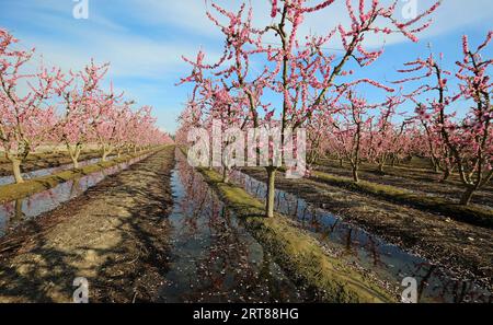 Bewässerung in Pfirsichplantagen - Kalifornien Stockfoto