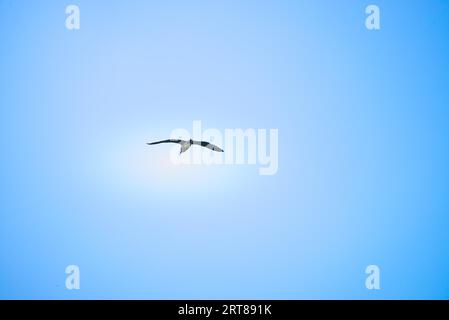 Schwarz gekrönt Vogel fliegen hoch mit blauen Himmel als Hintergrund Stockfoto