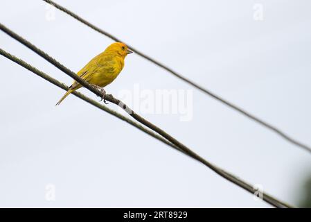 Gelbe Atlantik kanarische thront auf einem electric power line Stockfoto